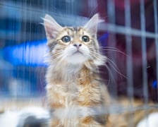 Międzynarodowa wystawa kotów rasowych w hali Orbita we Wrocławiu, 7-8 września 2024